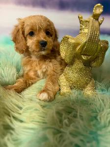 Cockapoo Puppies - Photo 6