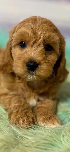 Cockapoo Puppies - Photo 7