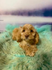 Cockapoo Puppies - Photo 8