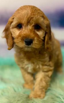Cockapoo Puppies - Photo 9