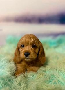 Cockapoo Puppies - Photo 10