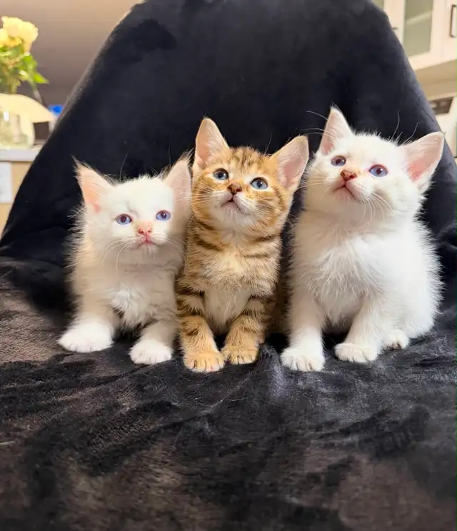 Mixed Ragdoll with Bengal Kittens