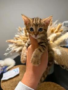 Mixed Ragdoll with Bengal Kittens - Photo 2