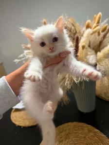 Mixed Ragdoll with Bengal Kittens - Photo 3
