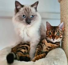 Mixed Ragdoll with Bengal Kittens - Photo 5