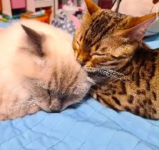 Mixed Ragdoll with Bengal Kittens - Photo 6