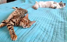 Mixed Ragdoll with Bengal Kittens - Photo 7