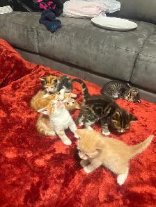 Kittens
