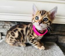PUREBRED Golden Bengal Kittens