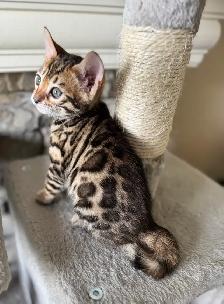 PUREBRED Golden Bengal Kittens - Photo 2