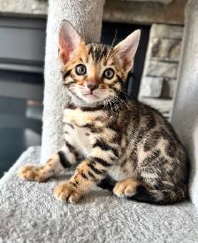 PUREBRED Golden Bengal Kittens - Photo 3