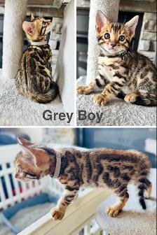 PUREBRED Golden Bengal Kittens - Photo 4