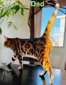 PUREBRED Golden Bengal Kittens - Photo 8