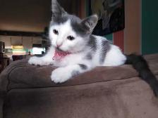 Gratuit chaton 3 mois inclus BAC a litière Montréal-Nord