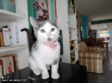 Gratuit chaton 3 mois inclus BAC a litière Montréal-Nord - Photo 2