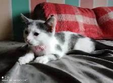 Gratuit chaton 3 mois inclus BAC a litière Montréal-Nord - Photo 3