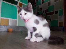 Gratuit chaton 3 mois inclus BAC a litière Montréal-Nord - Photo 5