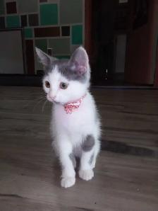 Gratuit chaton 3 mois inclus BAC a litière Montréal-Nord - Photo 6