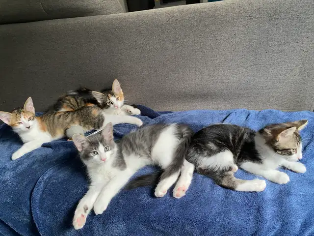 4 chatton