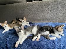 4 chatton