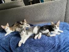 4 chatton - Photo 2