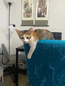 4 chatton - Photo 3