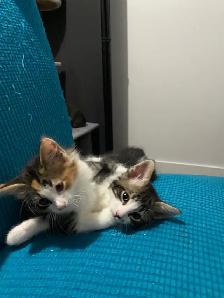 4 chatton - Photo 6