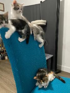 4 chatton - Photo 8