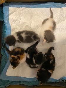 4 chatton - Photo 9