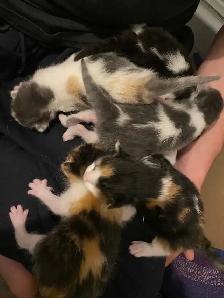 4 chatton - Photo 10