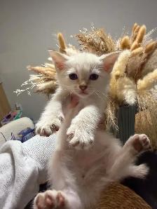 Mixed Ragdoll with Bengal Kittens - Photo 4