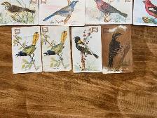 15. 1938 Church & Dwight "USEFUL BIRDS OF AMERICA" Cards ! - Photo 4