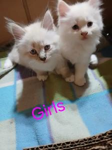 3/4 ragdoll kittens