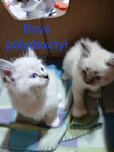 3/4 ragdoll kittens - Photo 2