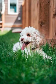 Cockapoo girl