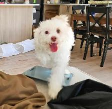 Cockapoo girl - Photo 2