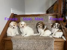 Shichon Puppies! Shih-Tzu x Bichon Frise! READY NOW!