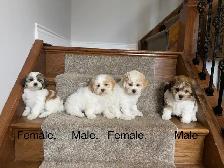 Shichon Puppies! Shih-Tzu x Bichon Frise! READY NOW! - Photo 2