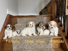Shichon Puppies! Shih-Tzu x Bichon Frise! READY NOW! - Photo 3