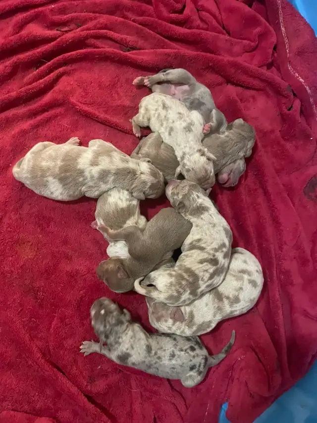 GORGEOUS PUREBRED AMERICAN PUPS