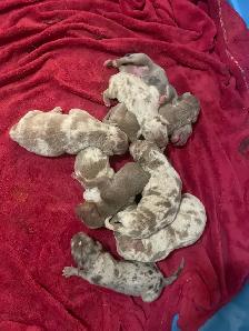 GORGEOUS PUREBRED AMERICAN PUPS