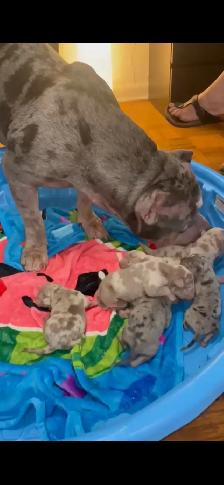 GORGEOUS PUREBRED AMERICAN PUPS - Photo 2
