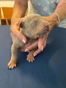 GORGEOUS PUREBRED AMERICAN PUPS - Photo 3