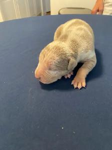 GORGEOUS PUREBRED AMERICAN PUPS - Photo 4