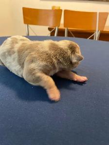 GORGEOUS PUREBRED AMERICAN PUPS - Photo 5