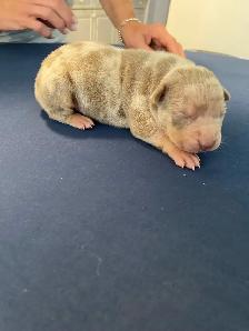 GORGEOUS PUREBRED AMERICAN PUPS - Photo 6