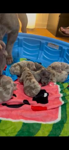 GORGEOUS PUREBRED AMERICAN PUPS - Photo 8