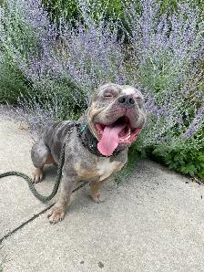GORGEOUS PUREBRED AMERICAN PUPS - Photo 9