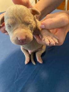 GORGEOUS PUREBRED AMERICAN PUPS - Photo 3
