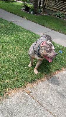 GORGEOUS PUREBRED AMERICAN PUPS - Photo 6